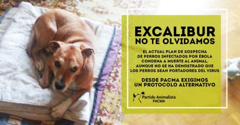 La Justicia niega una compensación moral a Teresa Romero por la ejecución de Excalibur