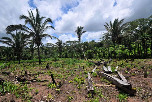 La agricultura de tumba y quema injustamente condenada resulta esencial para la regeneración de los bosques