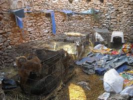 Actuaciones de los Agentes Rurales en el Alt Camp sobre maltrato de animales y furtivismo (Cataluña)