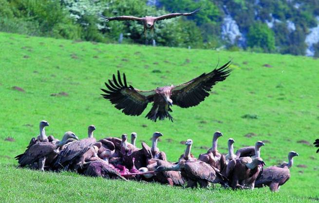 Los muladares pueden convertirse en trampas ecológicas para las aves carroñeras