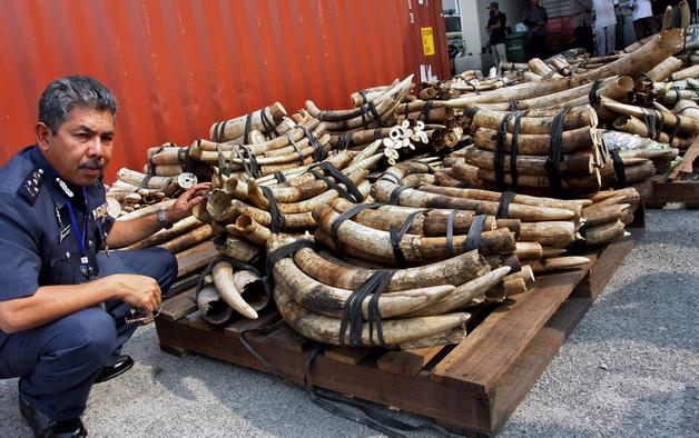 Tailandia ‘SPOP’ al comercio de marfil