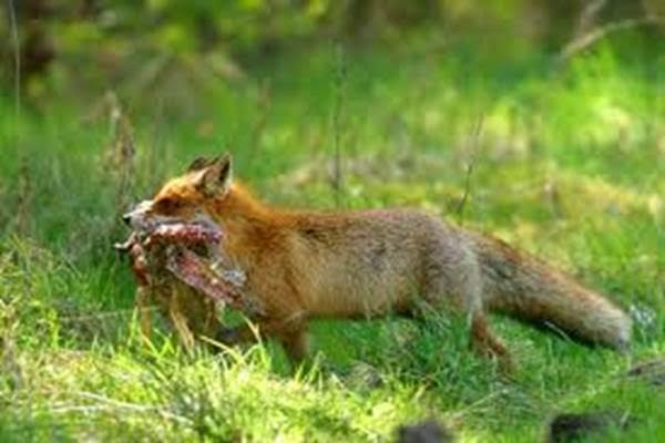 Control depredadores y cotos intensivos