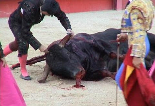Ecologistas califican de ‘provocación’ del PP el asunto de los toros en Cataluña