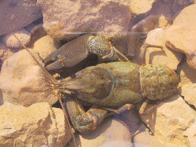 Andalucía arranca la cría en cautividad del cangrejo de río
