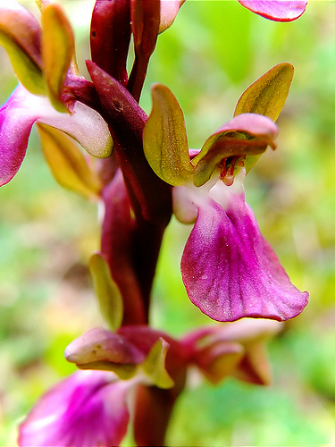 La Comunidad Valenciana constata la presencia de dos especies de orquídeas silvestres en la Albufera