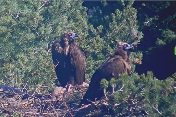 Las webcams de SEO/BirdLife se toman un descanso