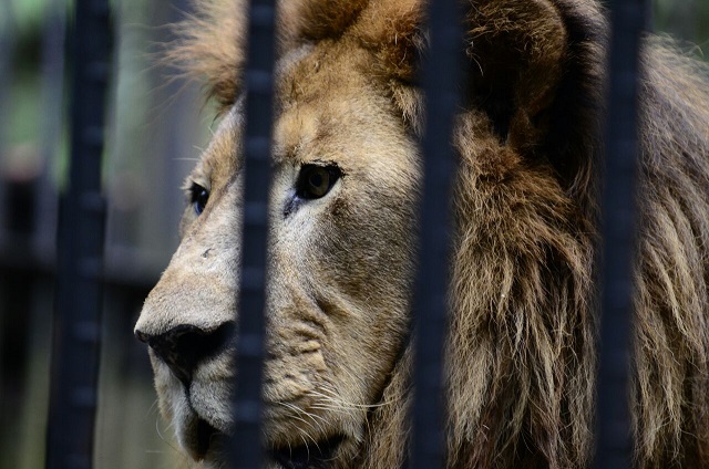 ¡Por fin! León Kivú no puede ser exhibido más