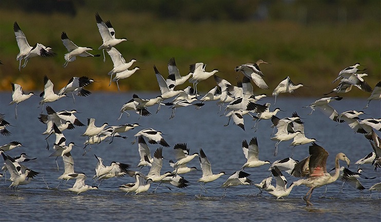 Cueles son las situaciones críticas de las aves en Doñana