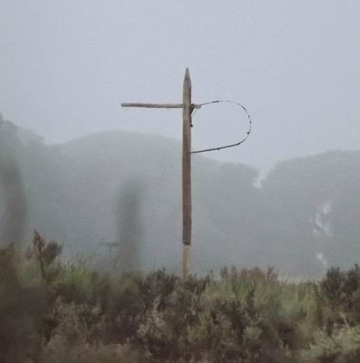 Bahía Sur implementa seis posaderos para el Águila Pescadora