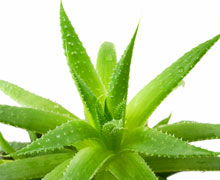 Aprovechan desechos de sábila para fines farmacéuticos