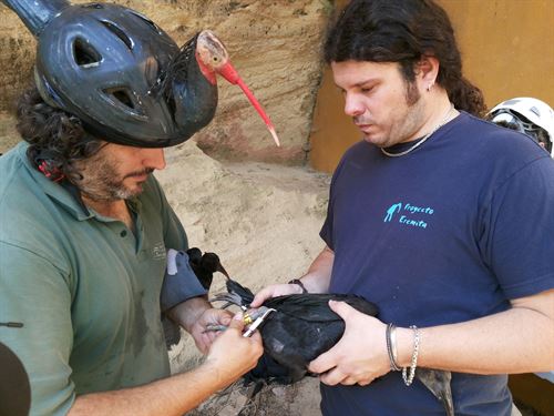 Anillados 20 pollos de Ibis Eremita en Cádiz
