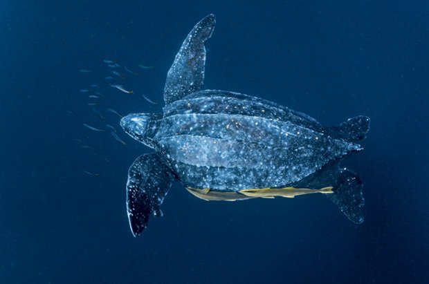 Localizan en la costa de El Cotillo (Fuerteventura) los restos de otra tortuga laúd