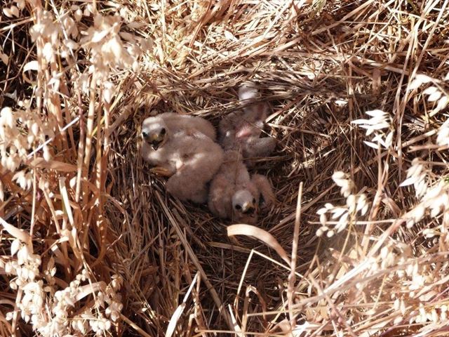 El programa de conservación de aguilucho en campos de cereal lleva localizados esta temporada 33 nidos