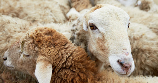 La FAO pide vigilar más la diversidad de animales ante el riesgo de extinción