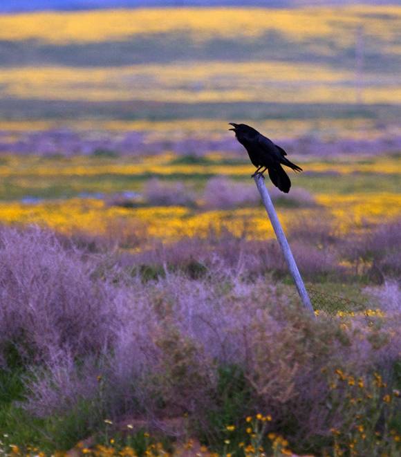 Las aves más inteligentes se estresan menos