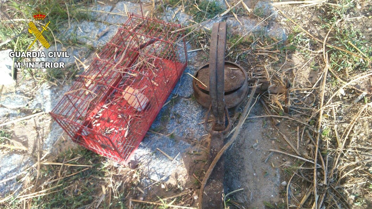 En Cartaya imputado por maltrato animal tras localizar a su gato atrapado en un cepo