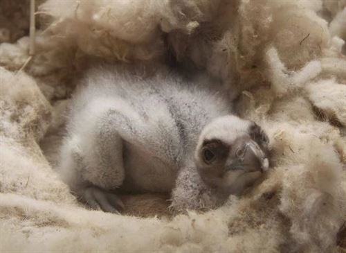 Andalucía busca un nombre en las redes sociales para primer quebrantahuesos nacido en libertad