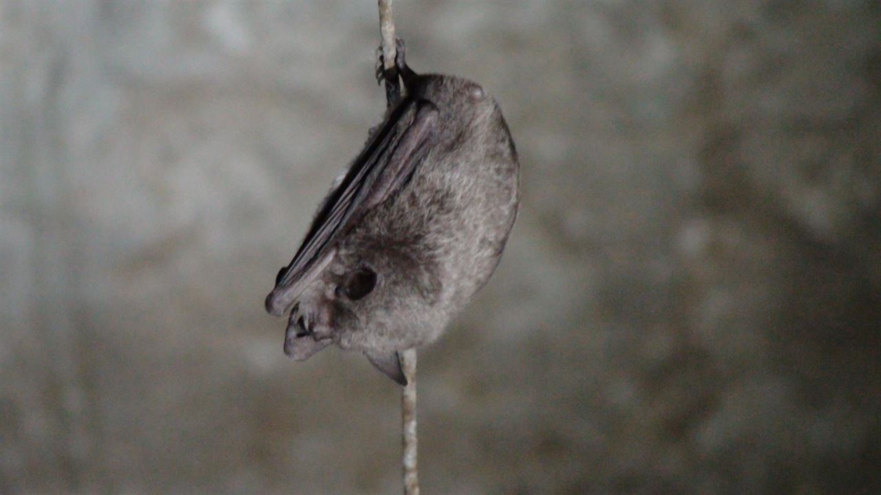 Invasión de murciélagos en la localidad australiana de Batemans Bay