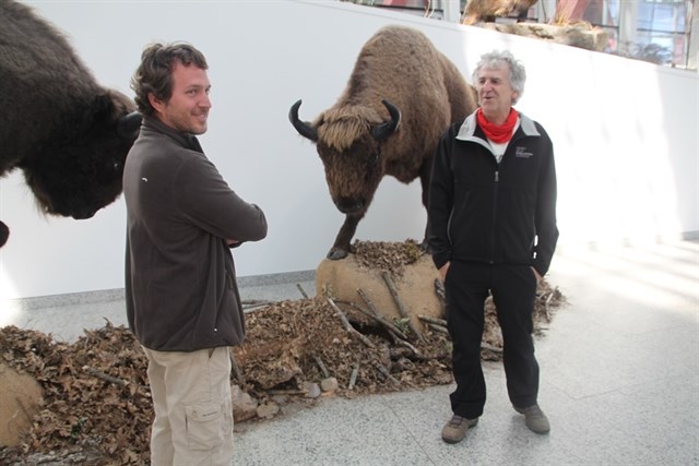 Una muestra en el MEH explica la evolución de los bisontes