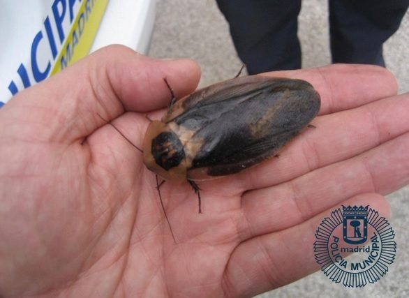Hallado un tupper con 54 cucarachas gigantes de Madagascar en un descampado de Carabanchel