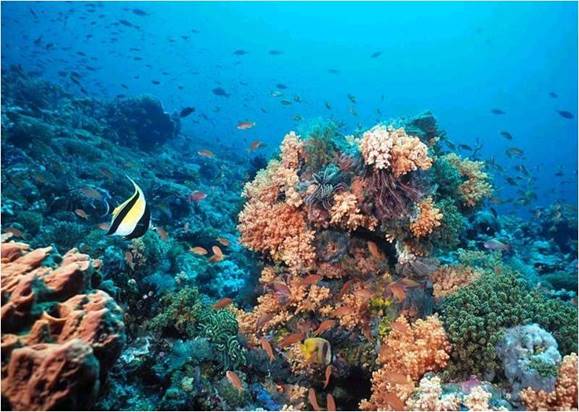 Aprende a gestionar de manera sostenible los sistemas costeros y marinos