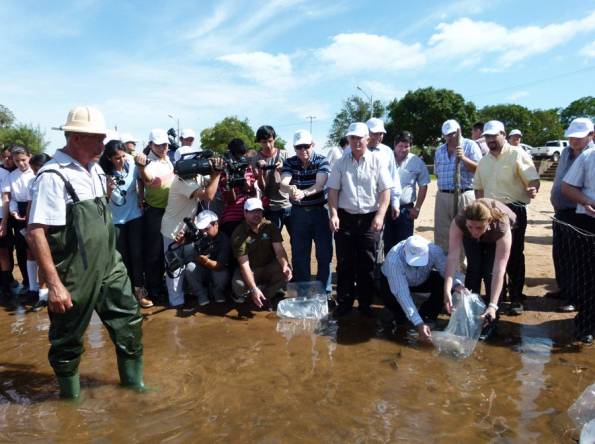 Siembran alevines en el río Paraná