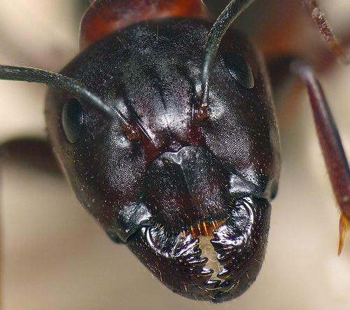 Plagas domésticas (aparte de los niños)