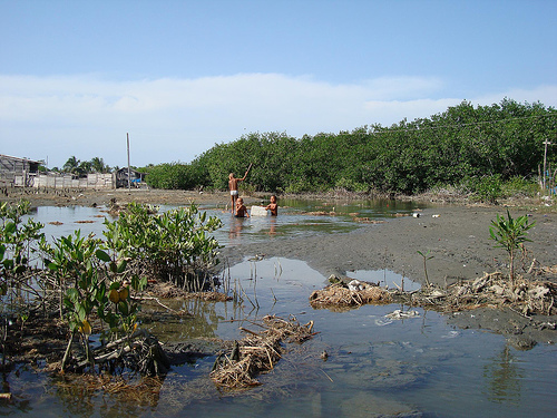 Actividades humanas liquidan manglares en India
