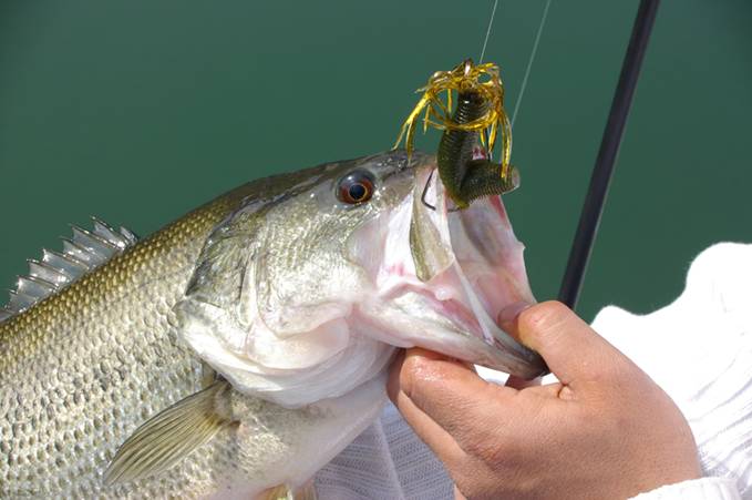 El Supremo NO considera especie invasora al black bass