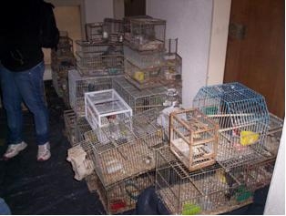 Ambiente decomiso animales en peligro producto de la venta ilegal