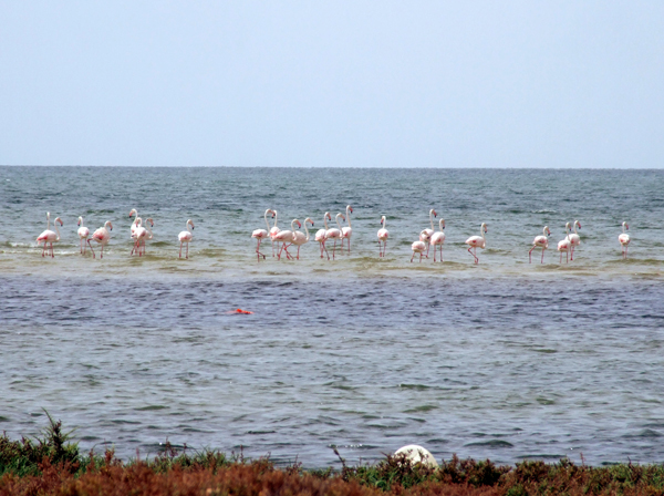 Parque Nacional del Banco de Arguin en Chami (Mauritania)