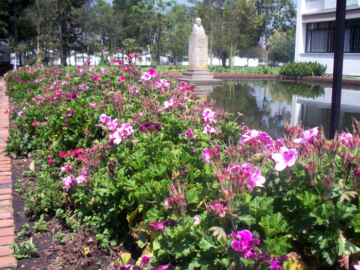 El consumo de hojas por parte insectos provoca la pérdida de la fotosíntesis en las plantas