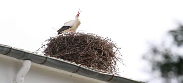 Medio Ambiente apoya el mantenimiento y la conservación de 165 nidos de cigüeña común en edificios