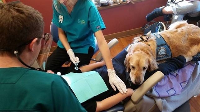 Un perro para ir al dentista