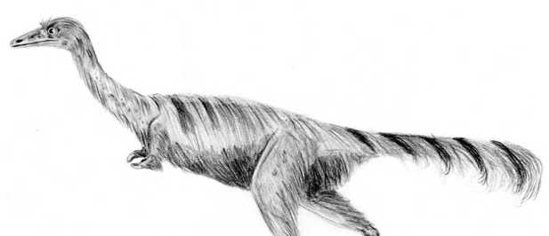 Descubren en Patagonia huevos de un enigmático dinosaurio