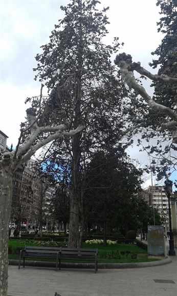 Logroño retirará un gran árbol muerto por enfermedad del Paseo del Espolón