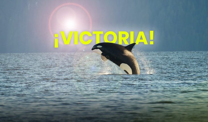 Las orcas ganan: NO al oleoducto canadiense