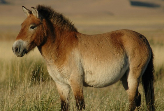 Luz sobre el ‘sorprendente’ cebro de la península ibérica