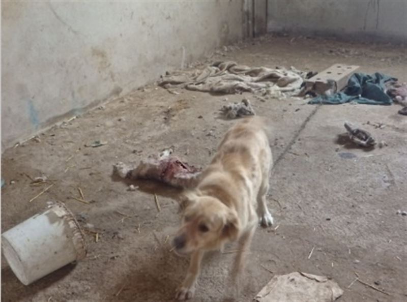 La granja de los horrores. Perros comiendo los cadáveres crudos de un rebaño que convivía con animales muertos