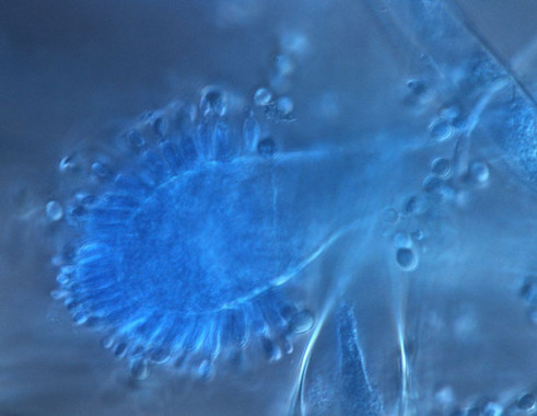 Una nueva proteína permitirá un control de plagas de insectos y ácaros más sostenible