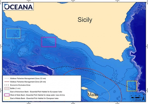 Oceana propone la protección de zonas de cría claves en el Mediterráneo