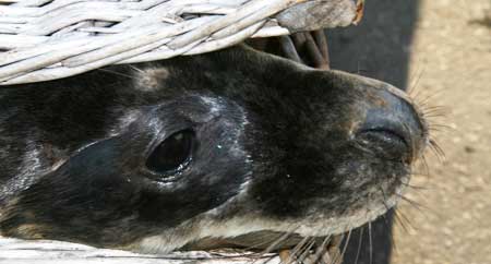 El lobo marino Fisterra camino a la libertad