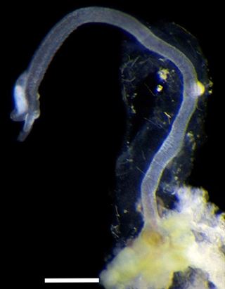 Un extraño gusano comedor de huesos sufre una inédita reversión evolutiva