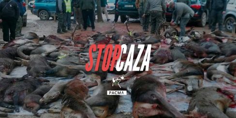 La caza es una de las principales causas del aumento de especies en peligro de extinción