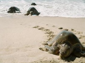 Advierten riesgo en biodiversidad de Baja California