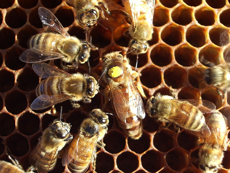 Avanzan en la investigación de ácaros y abejas a través del procesamiento de imágenes