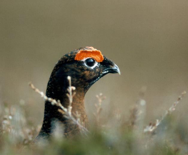 Las hembras desparasitadas de lagópodo escocés muestran un mayor atractivo sexual