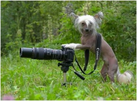 Fotos graciosas de animales