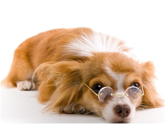 Los perros sí distinguen los colores