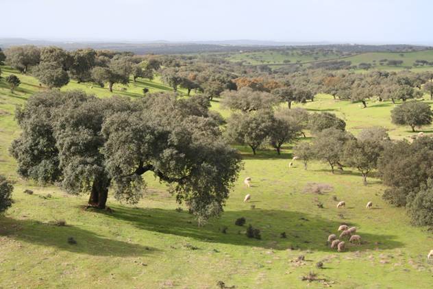 Sierra de Aracena trabaja duro contra la seca de encina y alcornoque